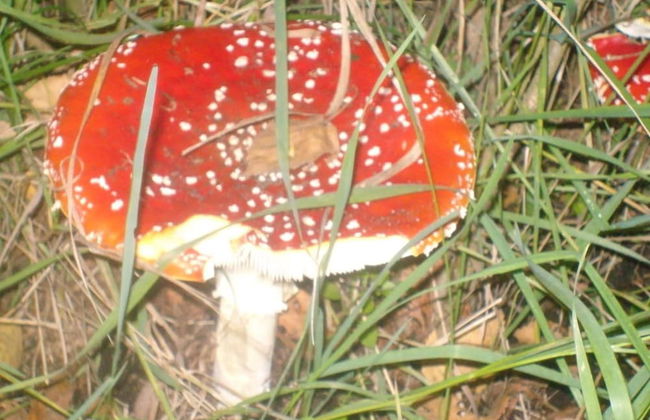 Quiet Glade Stay With Kid - Foto 25