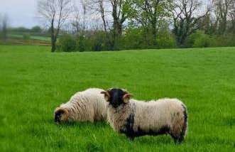 The Byre At Springbank - Foto 35