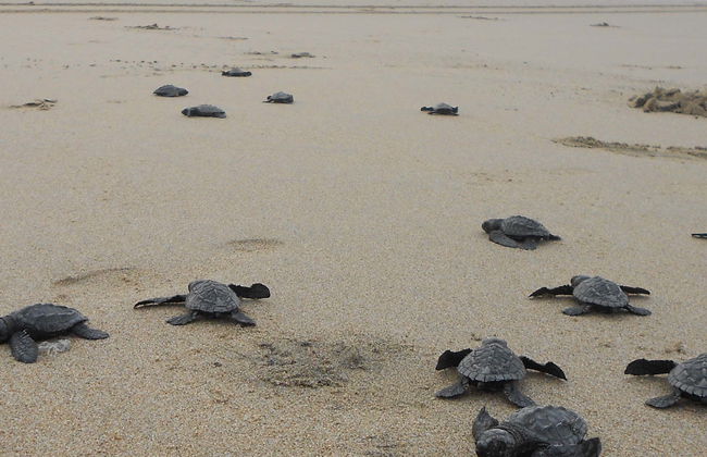Escursione al santuario di tartarughe El Verde Camacho - Foto 6