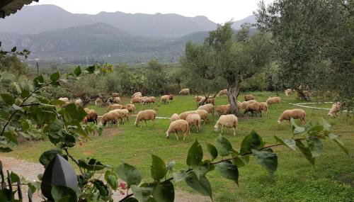 Villa Evelina - Foto 3