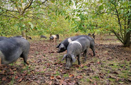 Agriturismo Grecinella - Foto 16