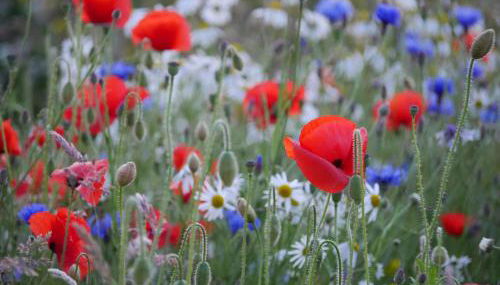 Wester Blackpark Farm - Foto 2