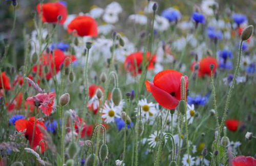 Wester Blackpark Farm - Photo 2