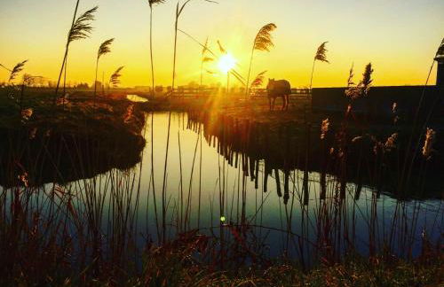 Charmant pavillon 3*** à 5 min des plages, animaux admis - FR-1-323-368 - Foto 10