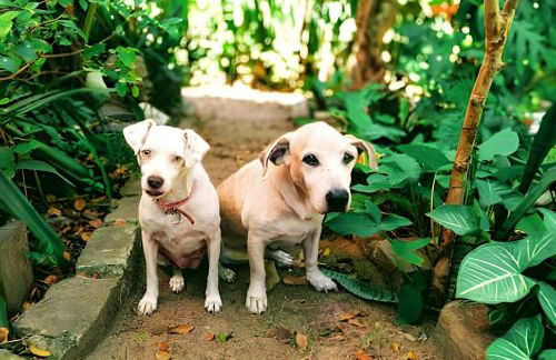 Quintal do Contêiner em Manguinhos - Photo 88