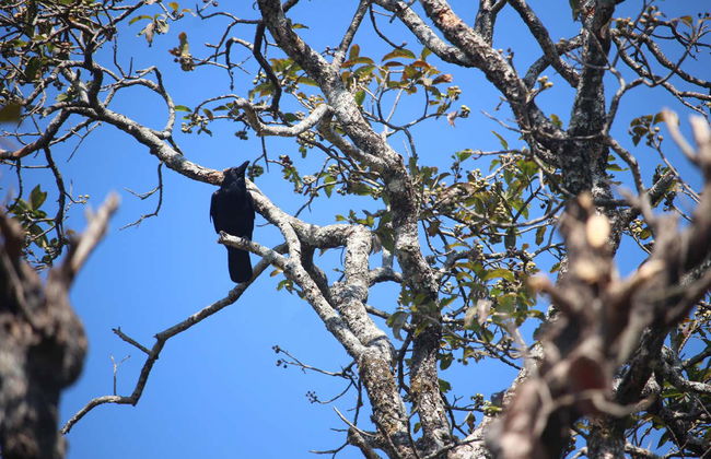 Excursión a los cafetales de Sarangkot - Foto 17