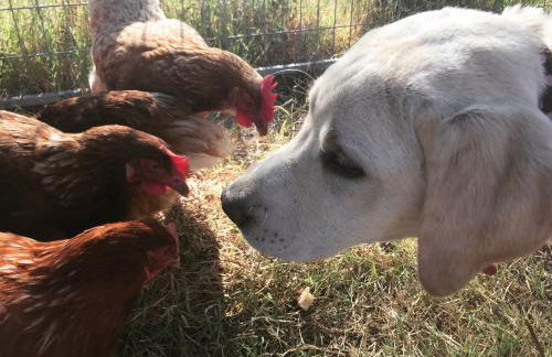 Cabeças do Reguengo - Foto 51