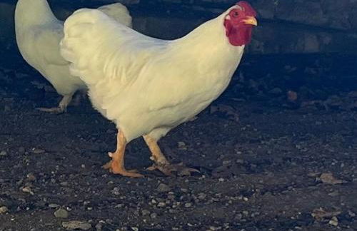 Lac de Vassivière Petite maison à proximité - Foto 22