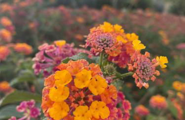 Quinta do Sr. Cabrita - Foto 66