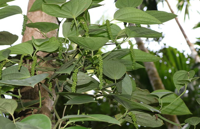 Sahakari Spice Farm - Private Tour - Photo 1