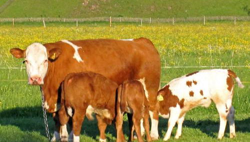 Hausernhof - Chiemgau Karte - Foto 3