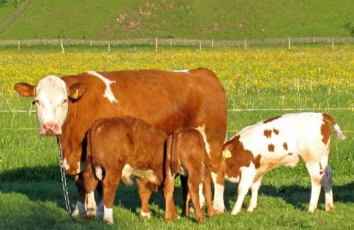 Hausernhof - Chiemgau Karte - Foto 3