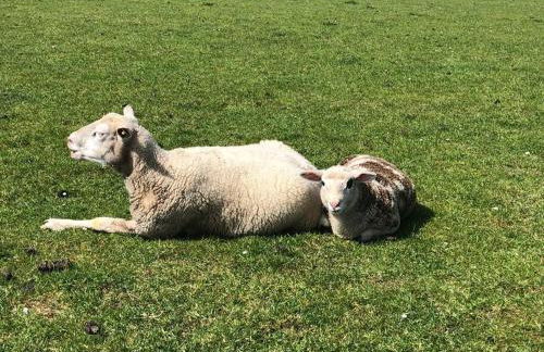 Urlaubsfeeling am Wattnmeer- Ferienhaus Strandmuschel - Foto 19