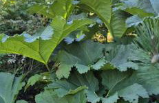 Domek w Karkonoszach - Foto 50