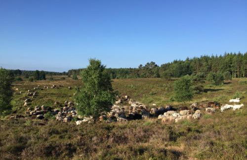 Nordheidehaus - Villa - Foto 6