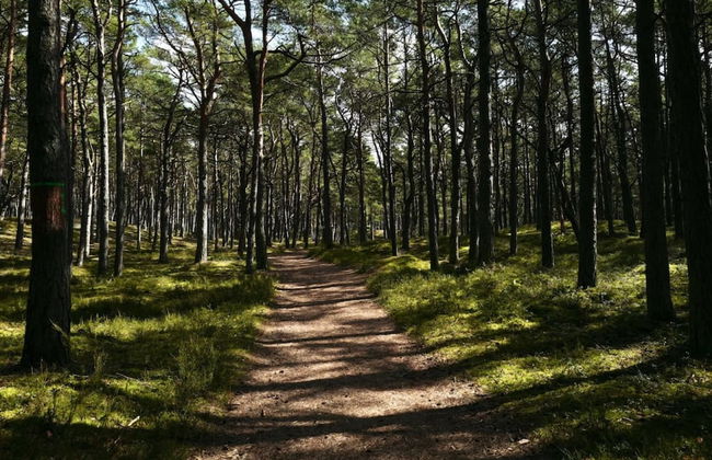 Art Forrest 33 K in Rogowo - Photo 29