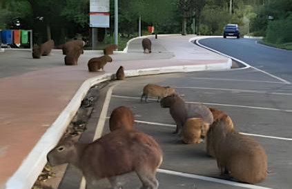 Espaçoso Flat com Varanda no Cavalinho Branco - Foto 28