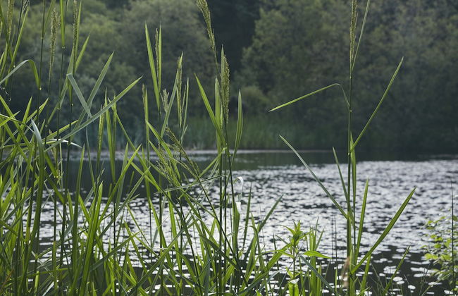 Mushroom Yurt set in 4 Acres of Woodland and Lakes - Foto 24