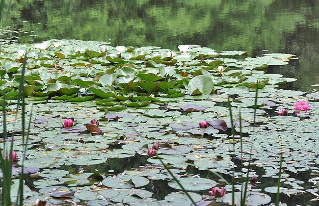 Pondview Cabin - Log Cabin Retreat - Foto 23