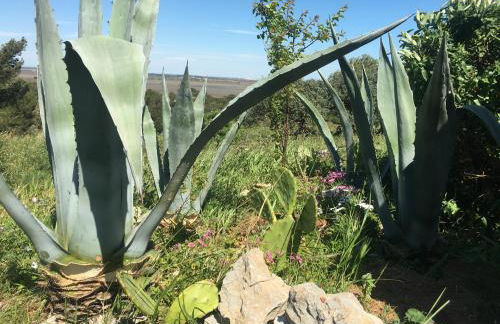 De la Clape à la mer mon petit pavillon labellisé - f2- piscine commune - wifi gratuit- parking privé - arrivee autonome - 800 m plage - grande terrasse abritée vent - - Foto 22