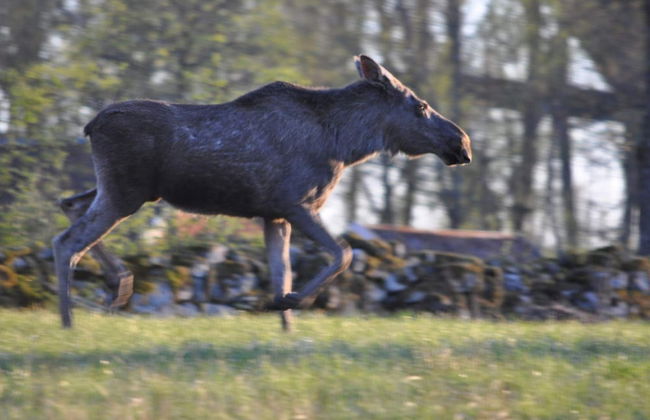 4 Person Holiday Home in Ljungbyhed-by Traum - Foto 19