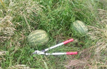 Agriturismo da Natalino - Foto 28