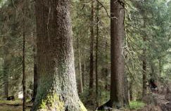 Zur alten Tischlerei - Foto 70