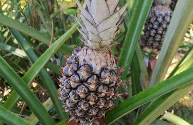 Casa Natureza - Foto 11