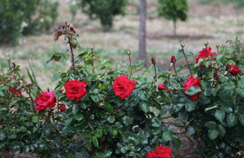 The Dragonfly Retreat - Photo 63