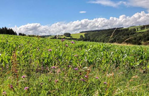 Lovely Apartment In Irrhausen With Sauna - Foto 37