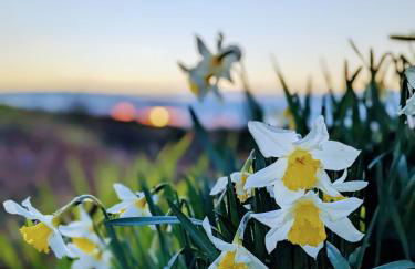 Charming coastal cottage - pet friendly! - Photo 26