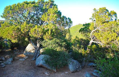 Villa Cala Rossa 45M2 4-5 pers Rondinara Bonifacio - Foto 10