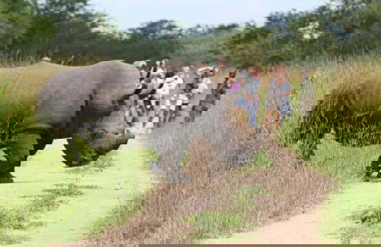 Excursión al santuario de rinocerontes Ziwa - Foto 4