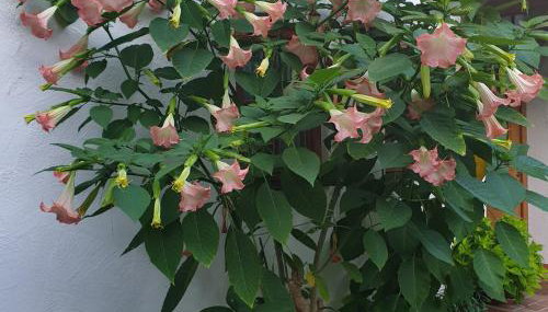 Schöne Souterrainwohnung in Seeshaupt - Foto 3