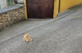 Casa Bartolin - Foto 17