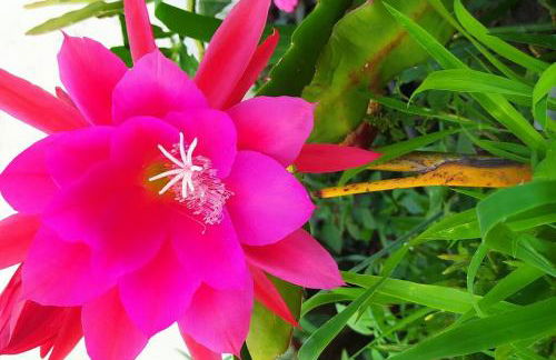 Cabana Linha Brasil - Foto 12