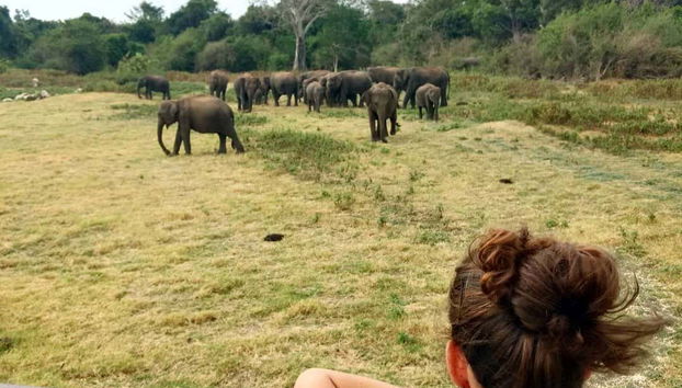 Parc National de Wilpattu