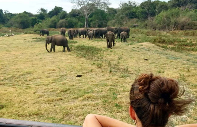 Safari privato nel Parco Nazionale di Wilpattu - Foto 3
