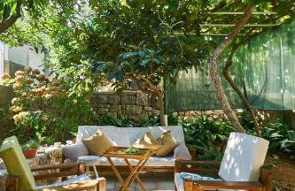 Aspidistra Shadow - Foto 20