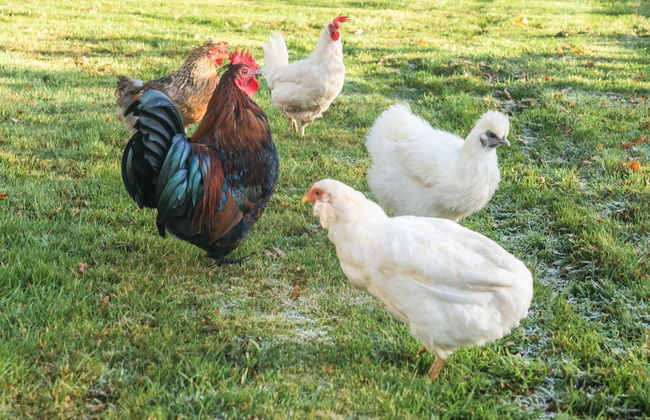 Dunroamin Lodges - Photo 41