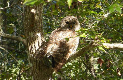 Wise Owl Retreat on the River - Foto 1