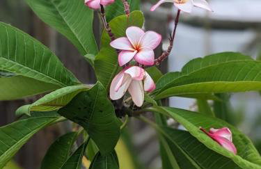 Lemon Bay Hideaway, Retro Beach Bungalow - Foto 2