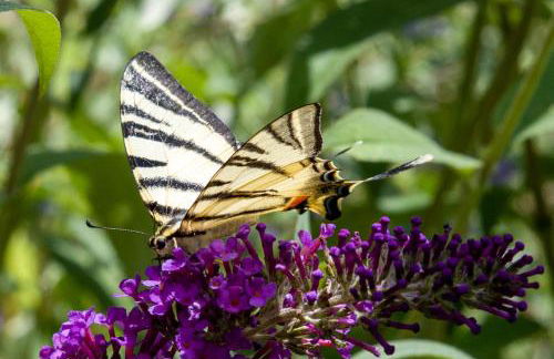 pipowagen Blagour gelegen aan waterbron - Foto 13