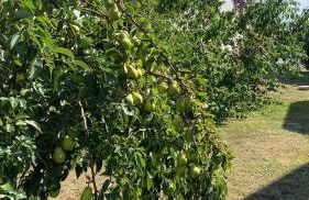 Fischer un sin Fru - Foto 5