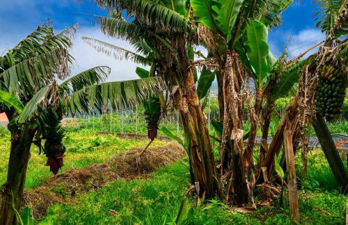 Os Ferreirinhos, a Home in Madeira - Foto 7