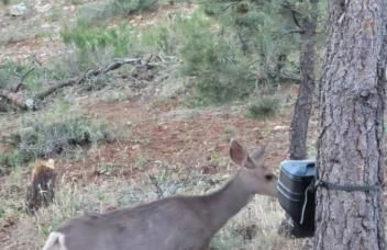 Pet Friendly Eagles View Cabin Retreat - Foto 28