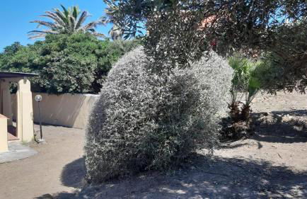 Casa Logos Stintino - Private pool - Foto 52