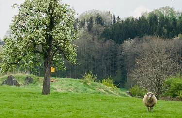 Gut Kalkhäuschen, ein Ort mit Geschichte - Foto 30