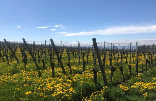 Haus Am Apfelweg - Foto 13