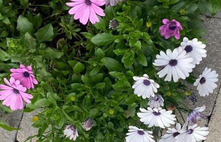 Komfort-Apartment BIRKE - Foto 15